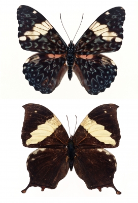 五彩缤纷的蝴蝶昆虫标本壁纸