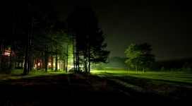 绿树树林的夜灯