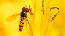 食蚜蝇-飞在黄色南瓜花上吮吸汁液的苍蝇