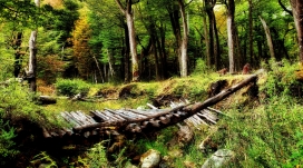 森林木桥壁纸