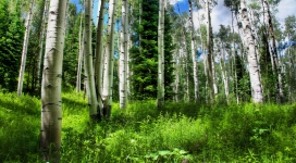 绿色山林自然风景