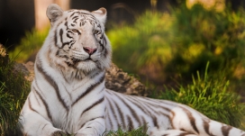 躺在草地上的白色的母老虎