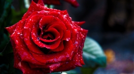 红玫瑰的水滴