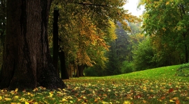 秋季森林