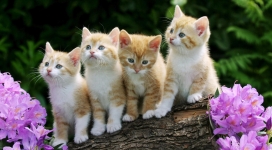 kittens站成一排的四只猫