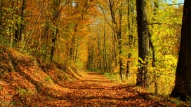 秋季森林小路