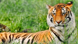 躺在草地上休息的老虎