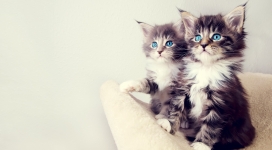 双猫-可爱的小猫咪