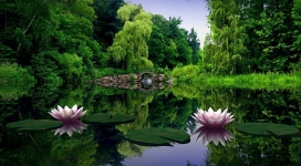 绿色湖景公园-睡莲