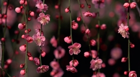垂落的漂亮粉红花