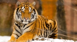 沉睡的西伯利亚虎野生动物-老虎