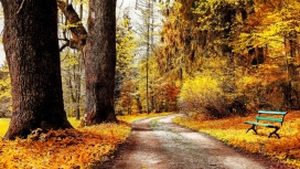 秋季森林路径