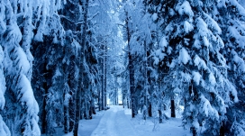 森林雪步道