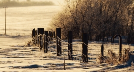 冬天铁丝围栏