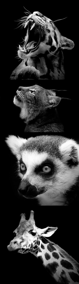 动物黑白肖像摄影图