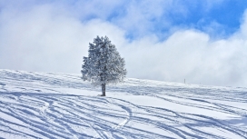 冬季雪树