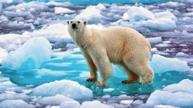 北极熊在挪威冰块上