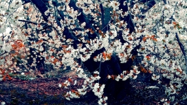 茂密的樱花写真壁纸