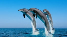 三条快乐跳跃的鲸鱼