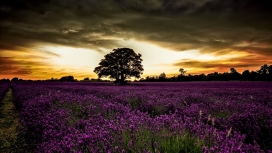 奇妙日落紫色花场