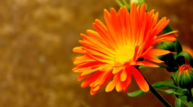 橙色的花