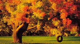 漂亮的秋树-轮胎秋千