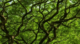 弯曲交叉的绿色树枝