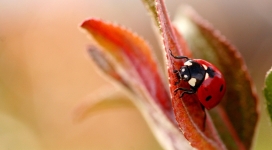 花瓣上的红色瓢虫