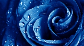 带水珠的蓝玫瑰
