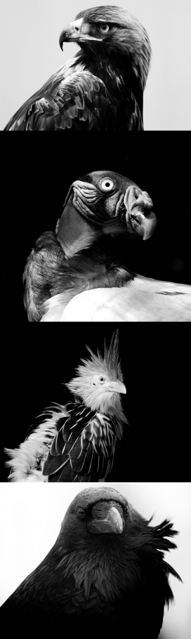 Birds老鹰类鸟黑白摄影
