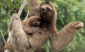 哥斯达黎加科尔科瓦多国家公园-3趾树懒带婴儿宝宝