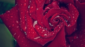 带水珠的红色丝绒玫瑰写真