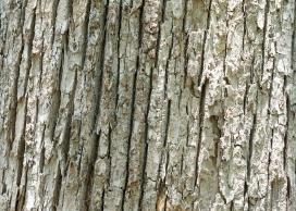 四张高清晰裂痕树皮疙瘩壁纸