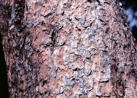 高清晰大树疙瘩树皮壁纸
