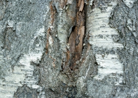 高清晰裂痕疙瘩树皮写真壁纸