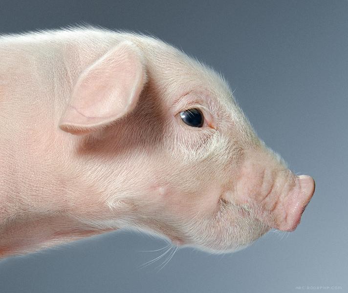 PIG-可爱猪写真摄影