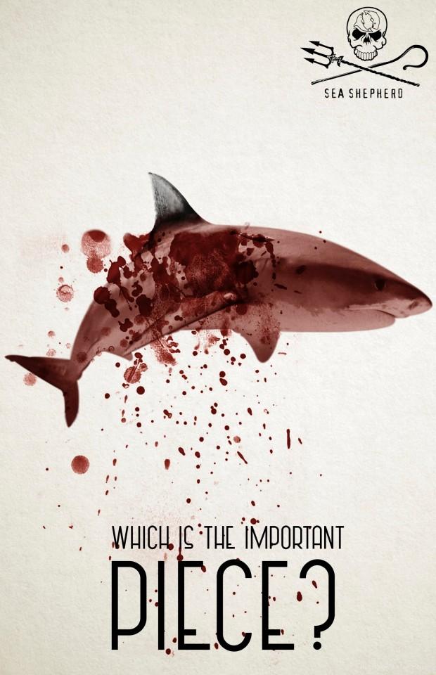 禁止杀害鲨鱼-Sea Shepherd海洋动物保护公益平面广告