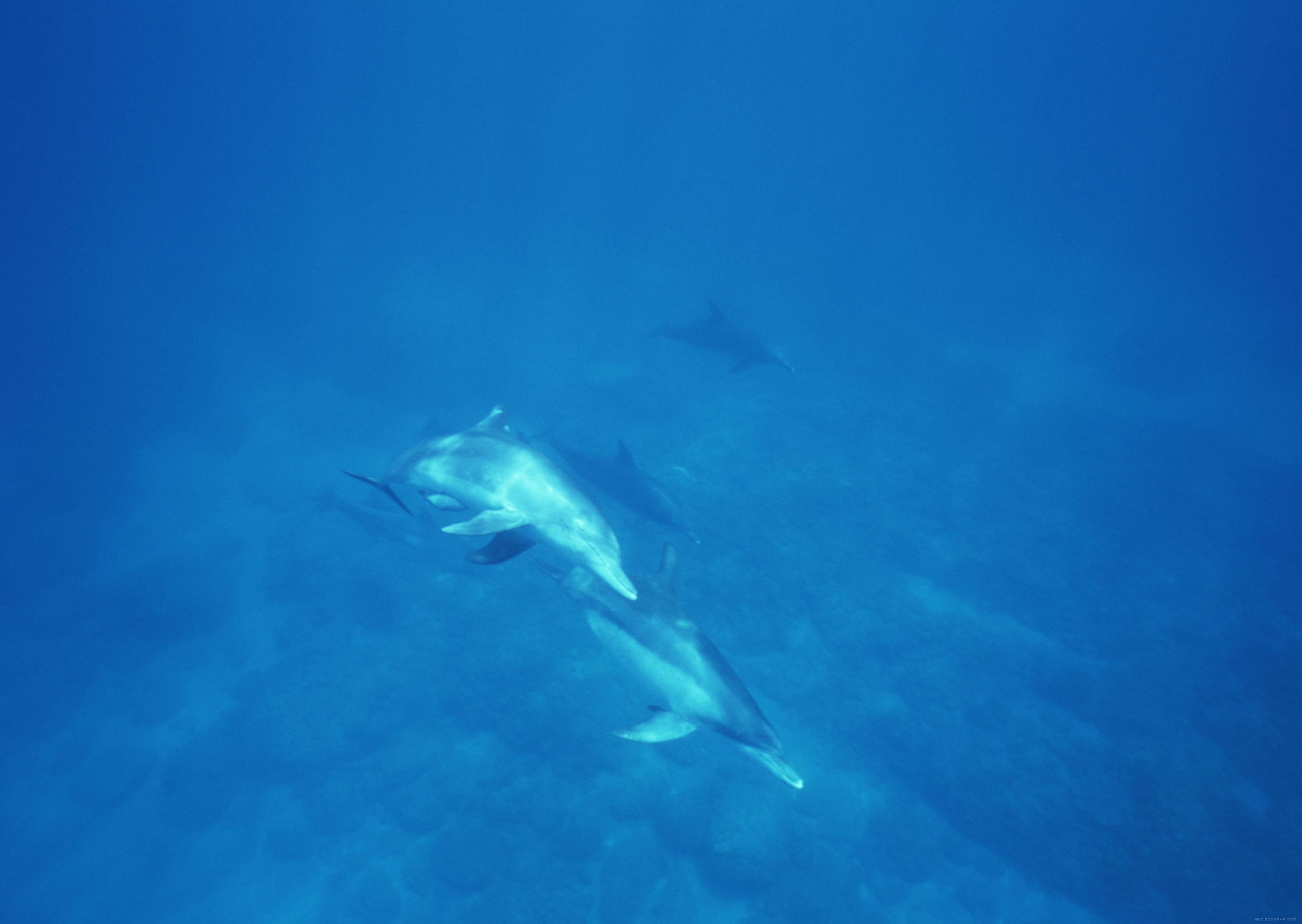高清晰蓝色深海-海豚壁纸