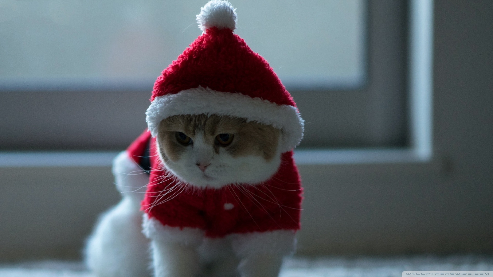 戴帽子的圣诞猫