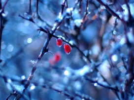 冬季冷冻的红色水珠水果