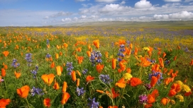 加州草甸鲜花