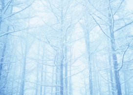 蓝色雪树林壁纸