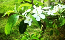 春季苹果树开花壁纸