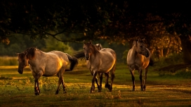 草地上年轻的三匹马