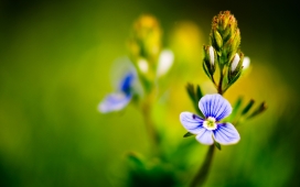 美丽的春天蓝色花
