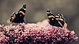 蝴蝶对花