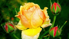 美丽的黄玫瑰与红玫瑰花