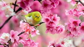 可爱的日本白睛鸟