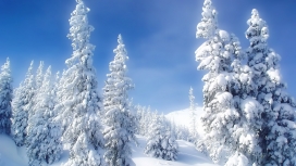 明亮的冬天雪树