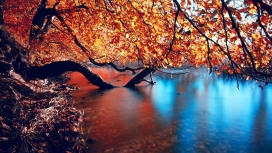 秋天的树干海